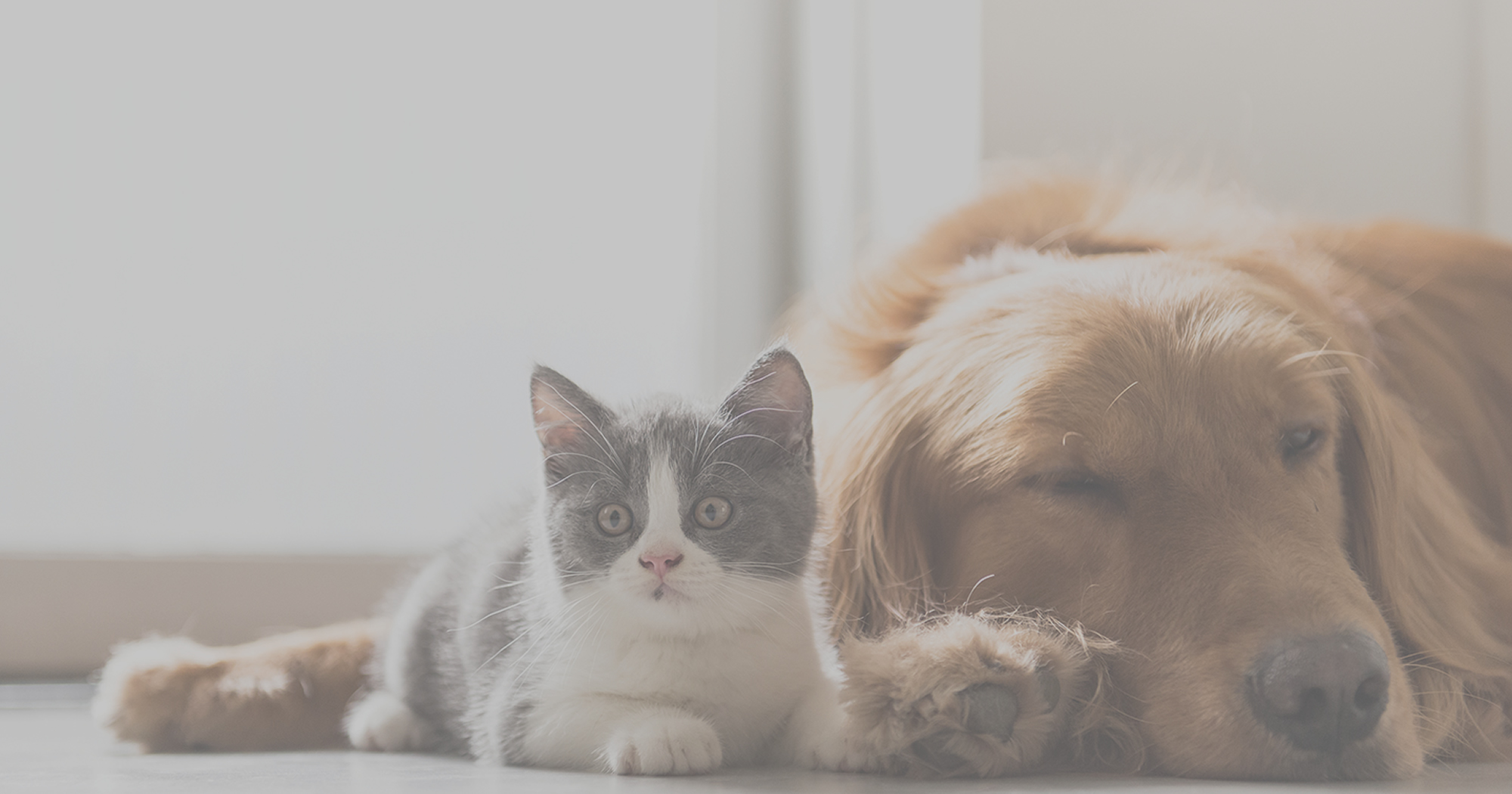 Donate to Pets Come First