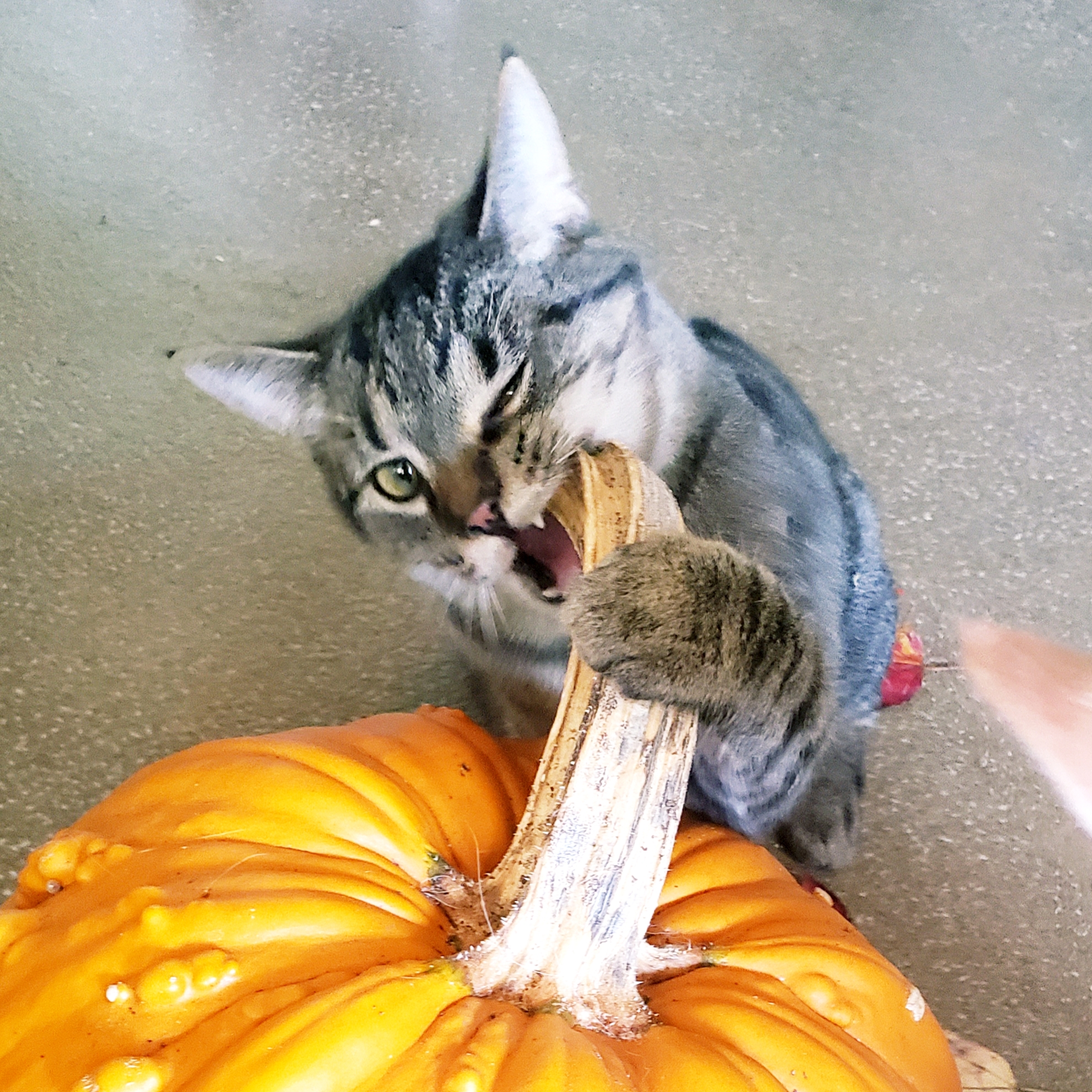 Purr Pumpkins Fest Fee Waived Cat Adoption Pets Come First